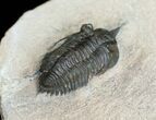 Nice Pseudocryphaeus (Cryphina) Trilobite #3966-4